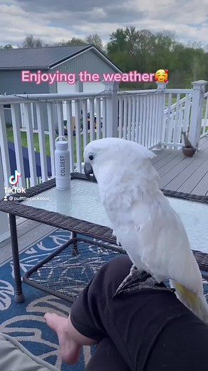 Funny Cockatoo Videos - Cute and Entertaining Bird Compilation