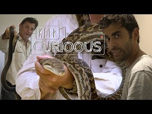 The snake catcher in Cairns - AUSTRALIA ❘ Keep Curioous ❘ Mini Documentary