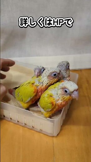 ウロコとマメとコザクラ 2025 10 31