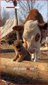 A Gentle Push from a Giant Friend! | I Support Animal Rescue
