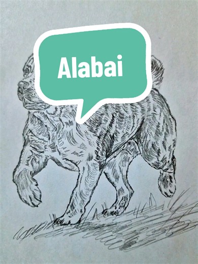How to Draw an Alabai: Step-by-Step Pencil Guide