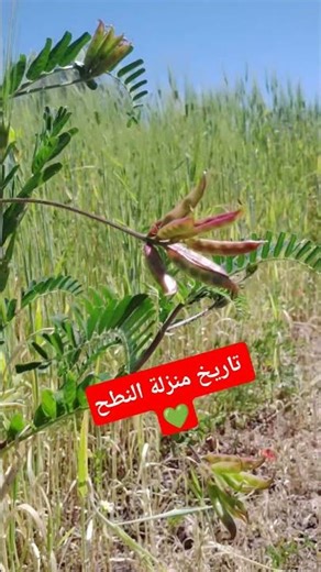 تاريخ منزلة النطح ♥️♥️♥️