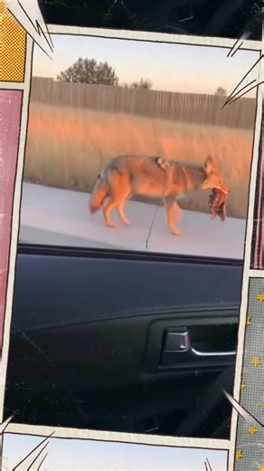 Robby Russo: Brang de Brungd Highlights