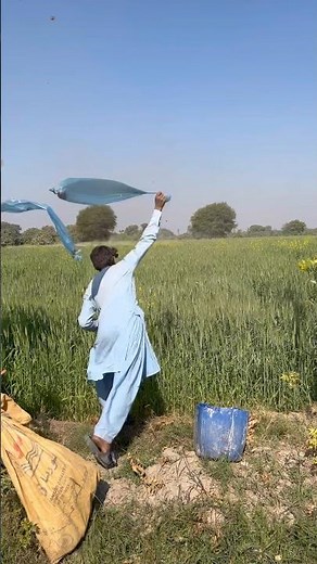 Amazing hunting crow #huntinglife #birdhunting #amazingnests #crowhunting #birdnest