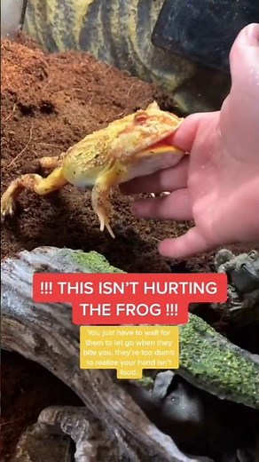 How to pull out your finger from pacman frog's mouth SAFELY 🐸 #shorts