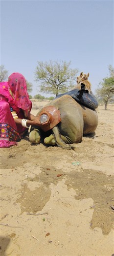 مشهدٌ خلابٌ لخدمة الجمال في الصحراء 🐪💧تهدئة الجمل بالماء | لحظةٌ مؤثرةٌ للغايةمشهدٌ رائعٌ #التغطيه