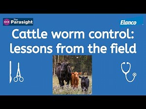 Cattle health: worm control watch outs