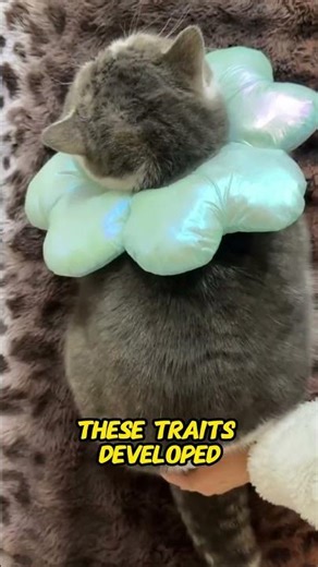 Why Some Cats Have Short Tails