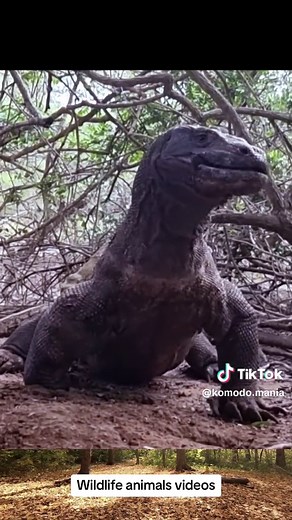 #wildlife #animals #komododragon #wildlifeanimals