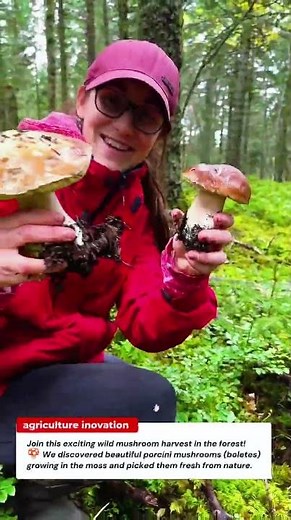 Massive Wild Mushroom Harvest in the Forest 🍄 | Porcini Picking Adventure