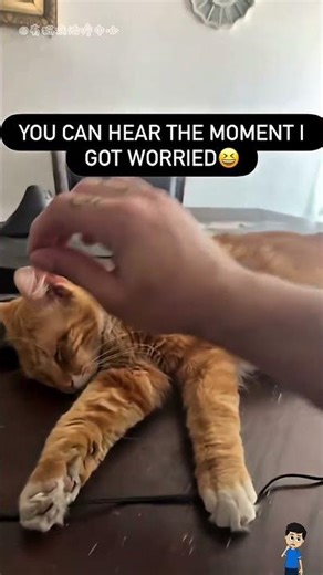 Sleepy Paws: The Cutest Cat Nap Fails!