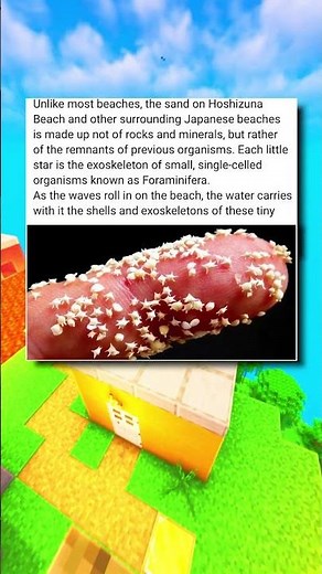 SAND IS SHELLS!??🤯