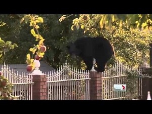 Bear runs loose in the city