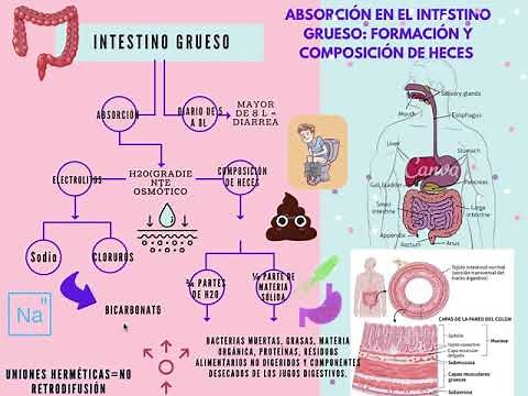 Absorción en el intestino grueso: formación de heces