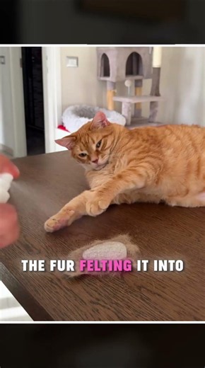 This man crafted slippers from his cat's fur! 😯🐾 #cat #cuteanimals