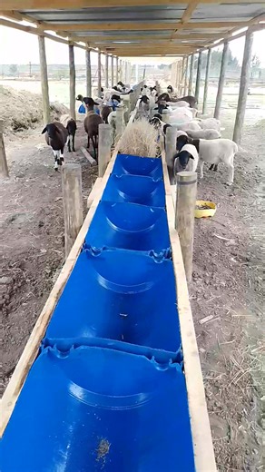 Affordable sheep feedlot facility As a result of declining pasture space, farmers are turning to more economical and cost effective strategies to stay in business. One of the most effective climate smart strategy is feedlot, where livestock is kept on confinement with proper feeding for upto 3 months. ---------------------------------------_-------------------- African farm resource center is involved in design and construction of both sheep and bull feedlot across Kenya. Talk to us on 0768 3034