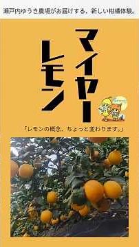 【レモン🍋紹介】オレンジ!?じゃないの〜マイヤーレモン〜レモンという概念が変わるかも #瀬戸内ゆうき農場 #レモン #マイヤーレモン #レモンの旬は冬