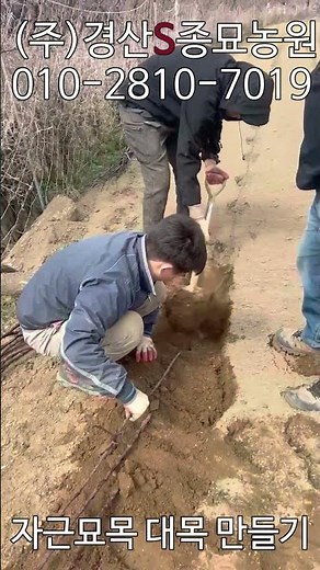 우량 사과묘목 만들기 첫번째 - 자근묘목 대목 만들기