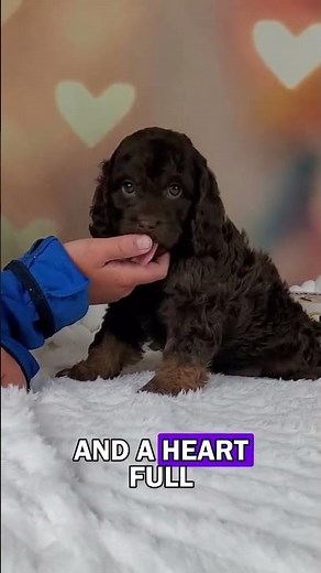 Say hello to Tandy, the F1 Cockapoo pup with a whole lot of love wrapped in one fluffy package! 🐾💗