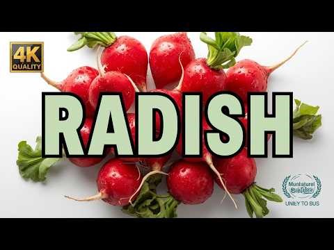 Radish Explained: The Sharp Root That Changed How We Taste Freshness