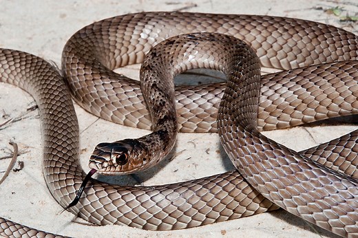 Coachwhip Snake: What You Need to Know About This Southern U.S. Serpent