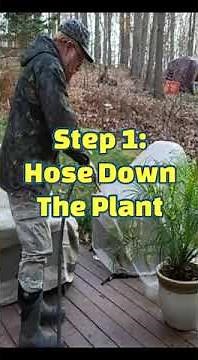 How To Get Rid Of Scale Insects On Plants