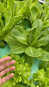 3K views · 21 reactions | Hydroponics Farm Tour! | Bing-Bong's Integrated Farm | Facebook