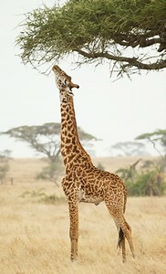 Structure, Function, and Information Processing (Part 1)