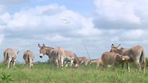 Watch Cajun Pawn Stars Season 1 Episode 1 - Donkeys and Dollars