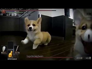 Dog canter/ dog run | Animation reference #4