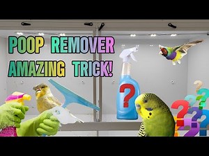 How to get rid of bird poop stains. Easy & cheap clean tip. Budgies, Canaries, Finches & Parakeets.