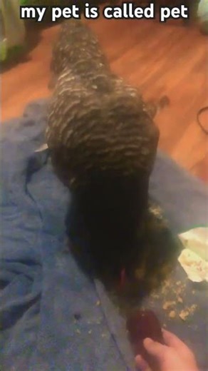 my pet chicken #petchicken