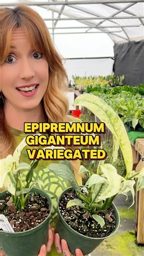 Epipremnum giganteum variegated is an uncommon tropical houseplant that absolutely loves to climb. If you love variegated plants, then don’t miss out on this one! The leaves are splashed with white, green and cream variegation. Epipremnum giganteum variegated prefers to climb, so make sure to provide it with a coco pole or other support structure. As it climbs higher, the leaves will grow larger! Epipremnum giganteum variegated: This plant prefers a well draining soil that is rich in organic mat