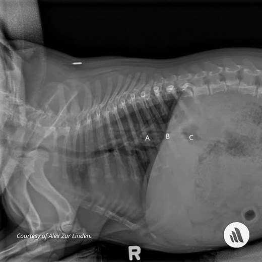 116 reactions · 5 comments | This R lateral radiograph of the thorax of a 2-year-old French Bulldog shows a foreign body (A) in the caudal thoracic esophagus, passing through the esophageal hiatus (B) and ending in the stomach (C). Refresh your knowledge: https://msdmnls.co/49zSdkl | MSD Veterinary Manual | Facebook