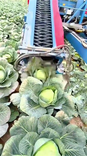 Automatic Cabbage Harvester Machine Efficiently Picking Fresh Vegetables in Field