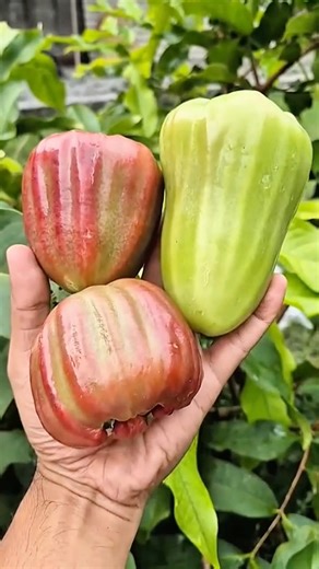 Pick dalhari guava from a small tree that bears lots of fruit #dalhariguava #waterguava