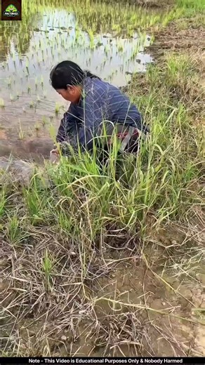 EXPENSIVE AZOLLA FARMING 🤯