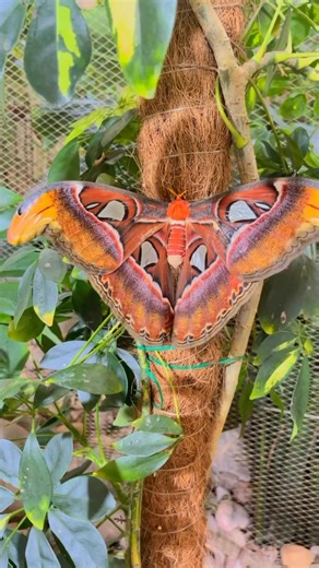 The Atlas moth has a very short, vestigial proboscis, and they do not eat once they have emerged from the cocoon, relying on fat storage for energy. Every flight takes valuable energy and can take days off their already short lives, as it has a very short life span of only one to two weeks. They conserve energy by flying as little as possible. A female will wait for a male to come along and be fertilised, lay eggs and die. #fbreelsfypシ゚viralfbreelsfypシ゚viral #fyiviralreels #butterfliesoftheworld