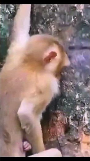 Monkey species: The baby monkey tried to escape from the villain but failed.