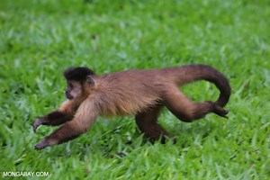 Black striped capuchin - Alchetron, The Free Social Encyclopedia