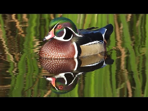 Canard branchu, cri / Wood Duck, call