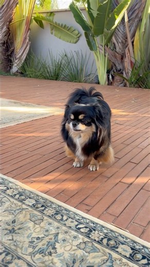 Lulu Pomerania dog song cat song cute dog puppy dog songs cat songs cats songs music funny dogs pets