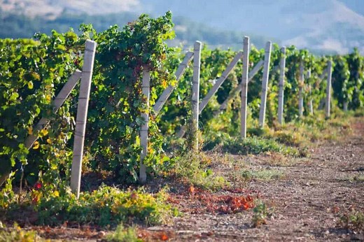 15 Best Wineries in Livermore, CA (with Photos & Free Map)