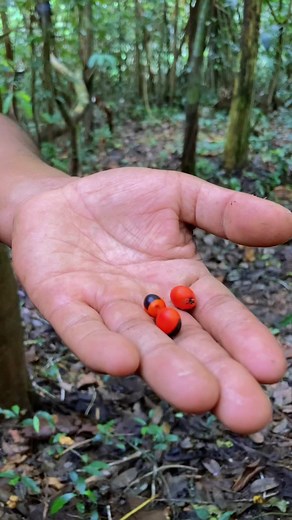 Huayruro: Semillas Mágicas en la Selva Peruana