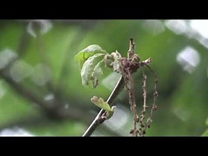 Help Needed | Caterpillar Invasion in my Oak Trees