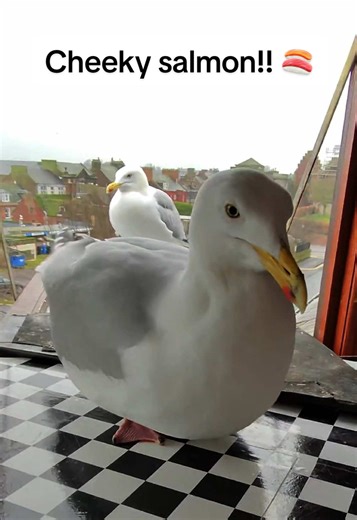 How to Train Your Pet Seagull to Park on Command