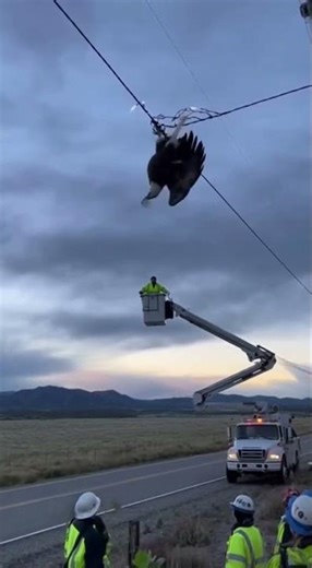 Rescue Team Saves Eagle Trapped on High Voltage Wire ⚡🦅 || AI Awareness ||