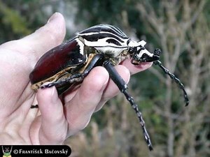 Goliathus - Alchetron, The Free Social Encyclopedia