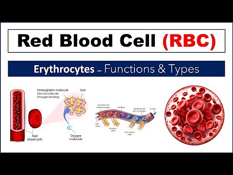 🩸 Red Blood Cells (RBCs) Full Concept: Formation, Functions & Breakdown Explained | PE Home