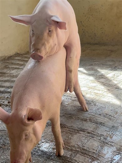 Understanding Pig Mating and Breeding Process